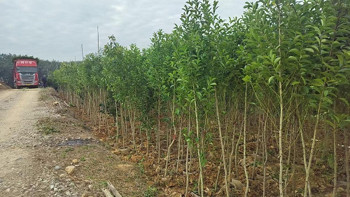 ca81e170ec6acb9a295c5ad8a530a12f.png 卅嶺苗木2.png