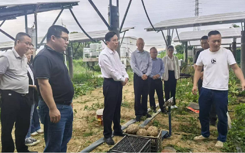 203ce9b03e277cb521fdfa2838409026.png 廣東省農(nóng)墾集團公司領(lǐng)導調(diào)研魔芋產(chǎn)業(yè)發(fā)展工作.png